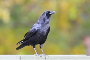 Corneille d'Amérique : habitat et caractéristiques