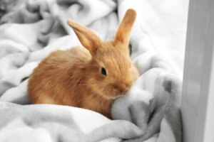 Les soins de base à prodiguer à un lapin nain