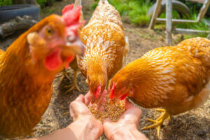 Que mangent les poules ?