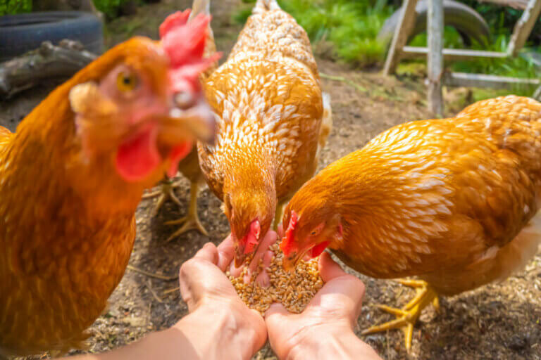 Que mangent les poules ?