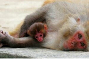 Les différences entre les animaux vivipares et les mammifères