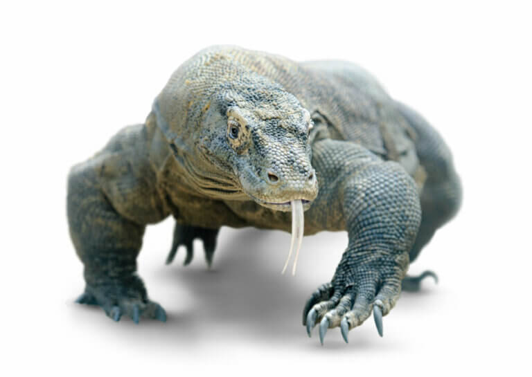Pourquoi une morsure du dragon de Komodo est-elle dangereuse ?