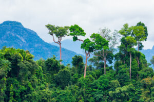 Les 7 principaux écosystèmes du monde