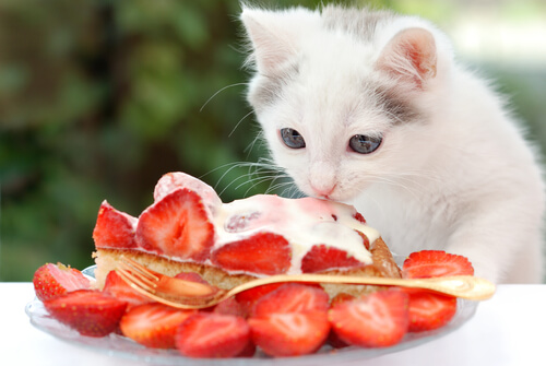Mon chat peut-il manger des sucreries ?