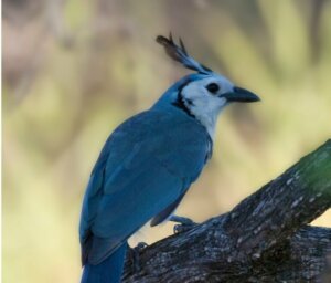Geai à face blanche : habitat et caractéristiques