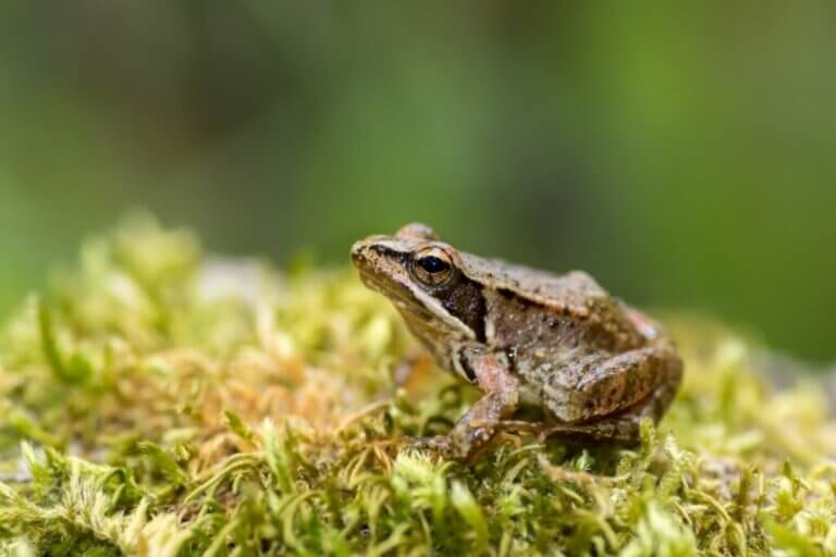 Grenouille ibérique : habitat et caractéristiques