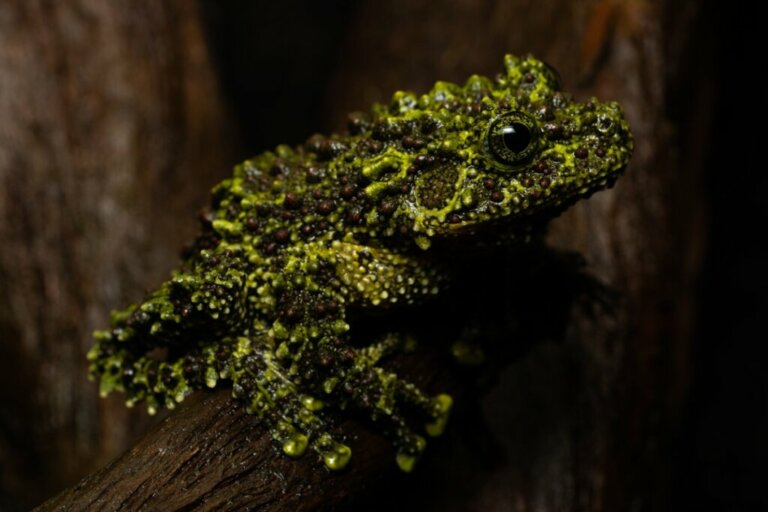 Grenouille lychen : habitat et caractéristiques