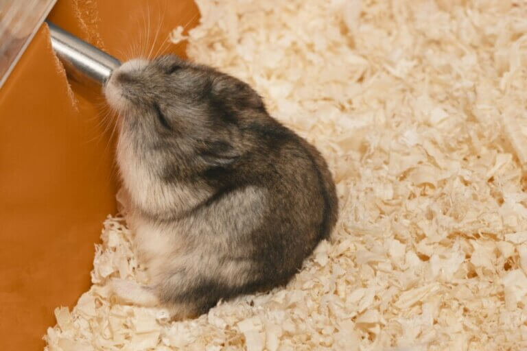 Mon hamster n'ouvre pas les yeux : pourquoi ?