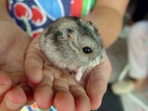 Dois-je m'inquiéter d'une morsure de hamster ?