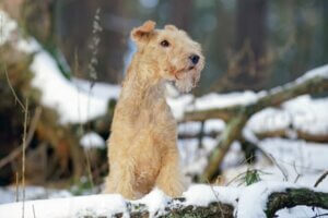 Lakeland terrier : tout ce qu'il faut savoir sur cette race de chiens