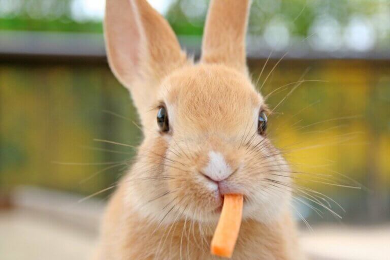 Que mangent les lapins ?
