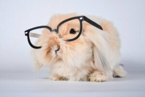 Les lapins ont-ils une bonne mémoire ?