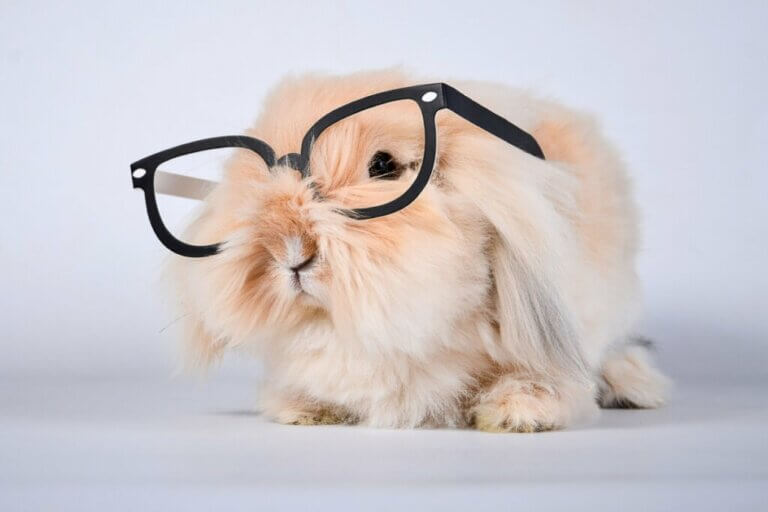 Les lapins ont-ils une bonne mémoire ?