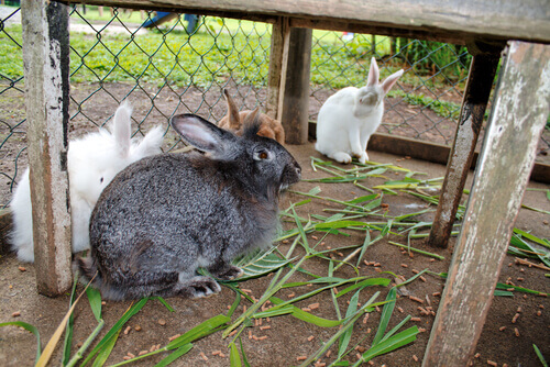 Les différences entre les lapins et les lièvres
