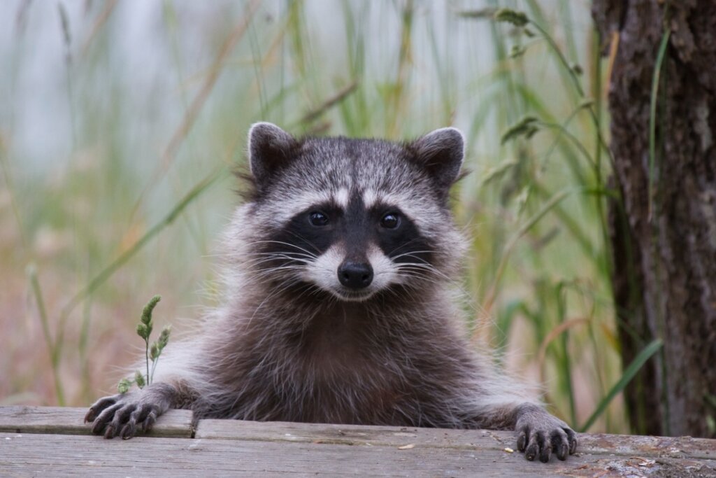 Pourquoi les ratons laveurs sont-ils agressifs ?