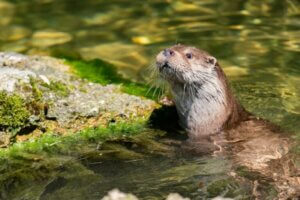Peut-on avoir une loutre comme animal de compagnie ?