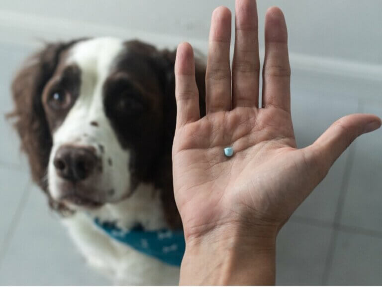 Prednisone pour chiens : indications et effets secondaires