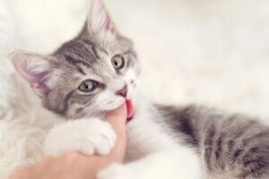 Les morsures d'amour de chat, que signifient-elles ?
