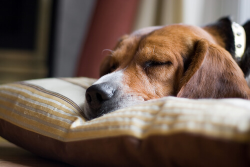 Les principales causes de mort subite chez le chien