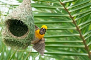 8 animaux qui construisent leur propre maison