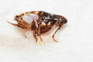 Œufs de puces : à quoi ressemblent-ils et comment s'en débarrasser ?