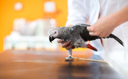 Oiseau blessé : premiers secours
