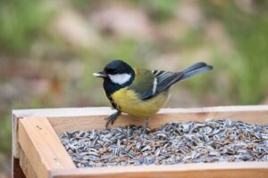 10 aliments toxiques pour les oiseaux