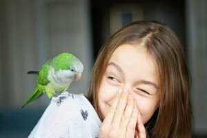 Les 12 meilleurs oiseaux domestiques