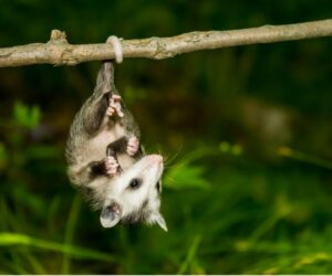 Est-il possible d'avoir un opossum comme animal de compagnie ?