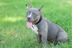 Pitbull blue : tout ce qu'il faut savoir sur cette race de chiens