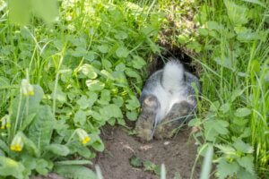 15 faits intéressants sur la queue du lapin