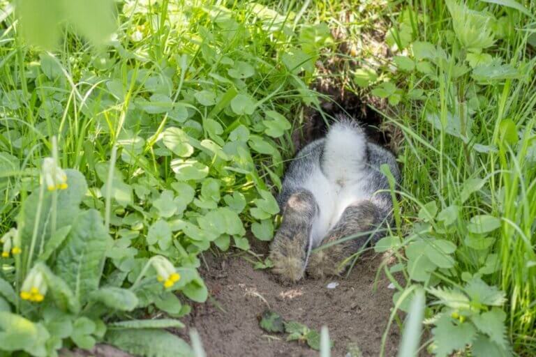 15 faits intéressants sur la queue du lapin