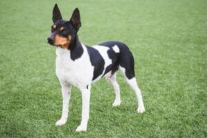 Ratier de Valence : tout ce qu'il faut savoir sur cette race de chiens