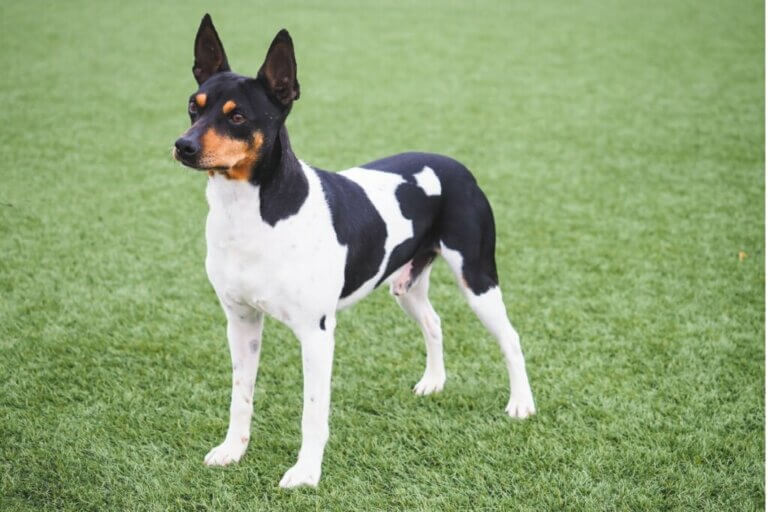 Ratier de Valence : tout ce qu'il faut savoir sur cette race de chiens