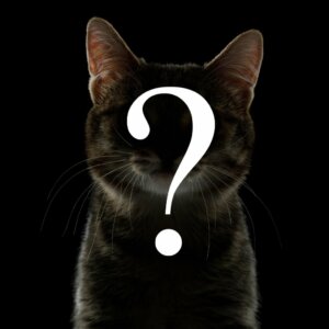 Race mixte ou pure : comment identifier la race d'un chat ?