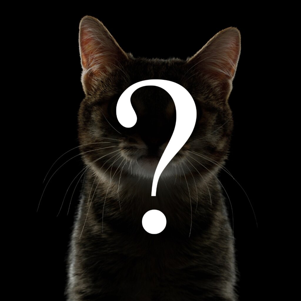 Race mixte ou pure : comment identifier la race d'un chat ?