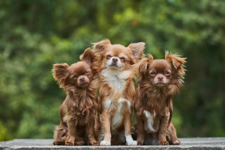 4 types de chihuahua et leurs caractéristiques