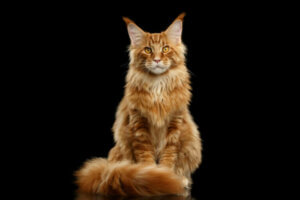 Les maladies courantes chez le maine coon