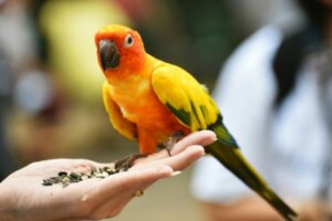 Combien d'années vit un perroquet ?