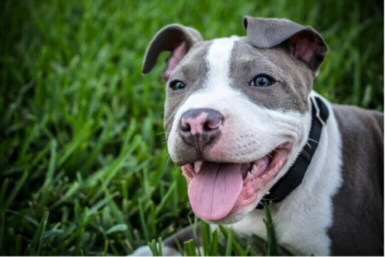 Les 11 races de chiens les plus confondues avec le pitbull