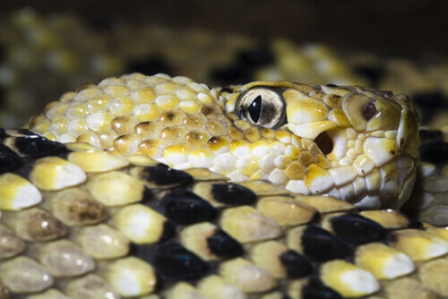 Les caractéristiques de la vision du serpent