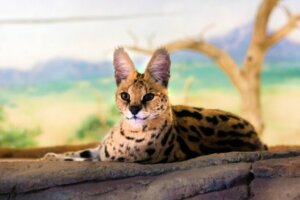 Peut-on avoir un serval comme animal de compagnie ?