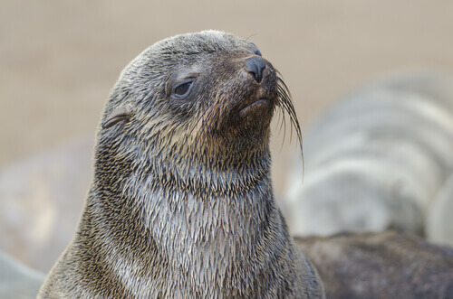 Où vivent les otaries ?
