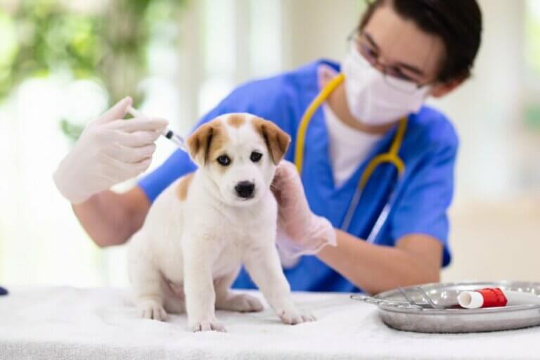 Vaccin pentavalent pour chiens : quels sont ses usages ?