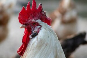 Variole aviaire : symptômes et traitement