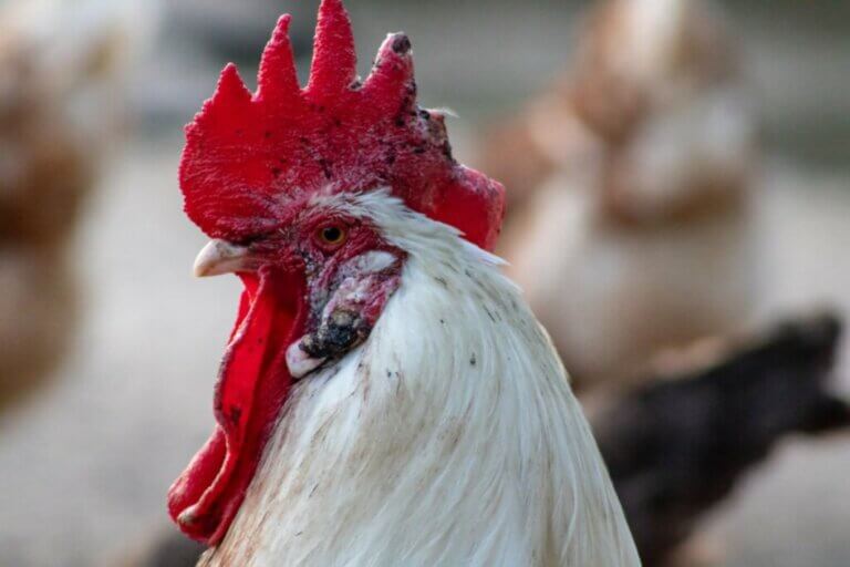 Variole aviaire : symptômes et traitement