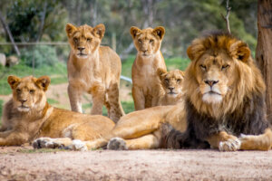 Hiérarchie et soumission dans le système social des animaux