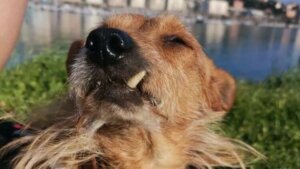 Un chien grincheux victime d'abandon trouve enfin le véritable amour
