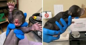 Un chien sauve un bébé ours qui a perdu sa mère