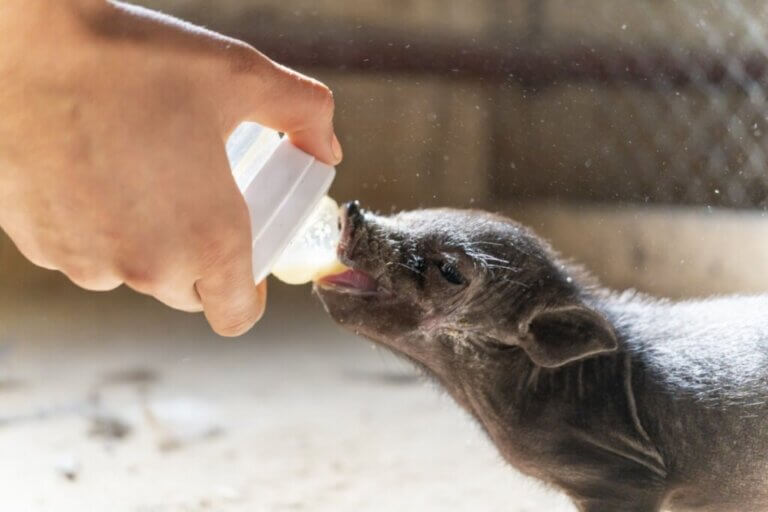 10 races porcines et leurs caractéristiques